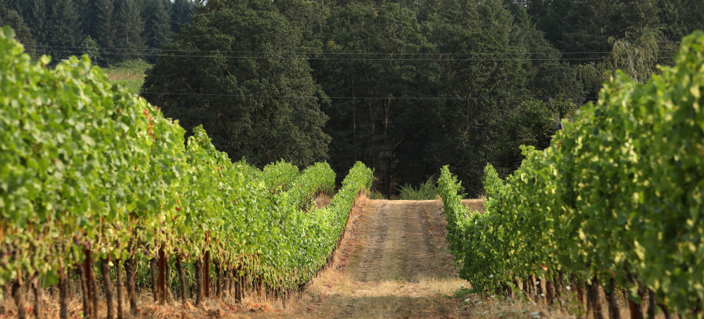 Ayres Vineyard & Winery – About the Winemaker — Ayres Vineyard