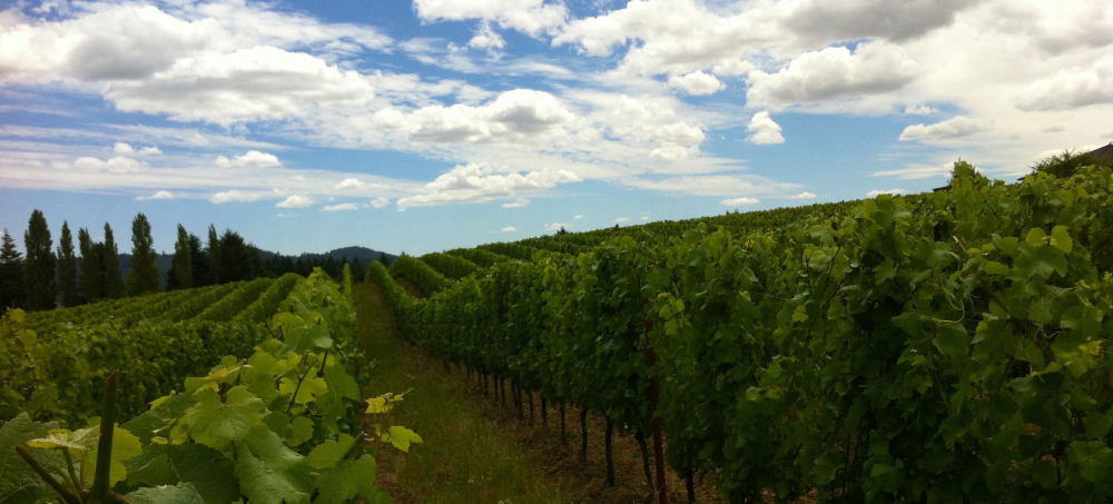 Ayres Vineyard & Winery – About the Winemaker — Ayres Vineyard