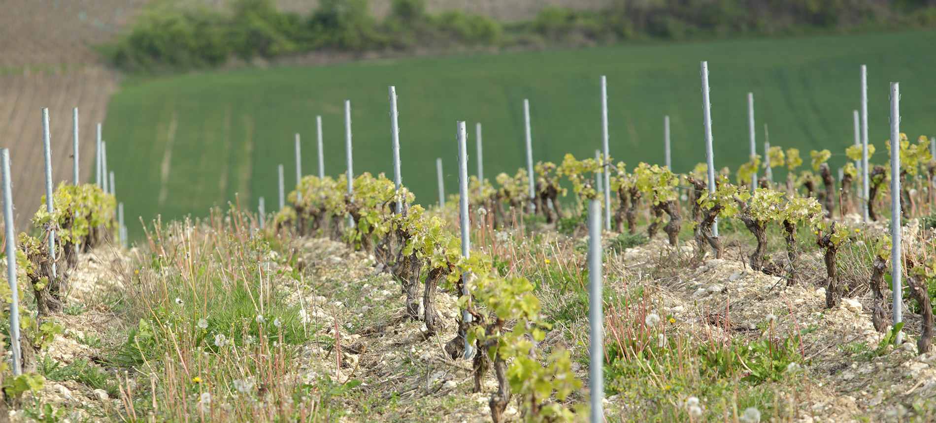 Pelle Sancerre: Organic and Handcrafted - Ancona's Wine