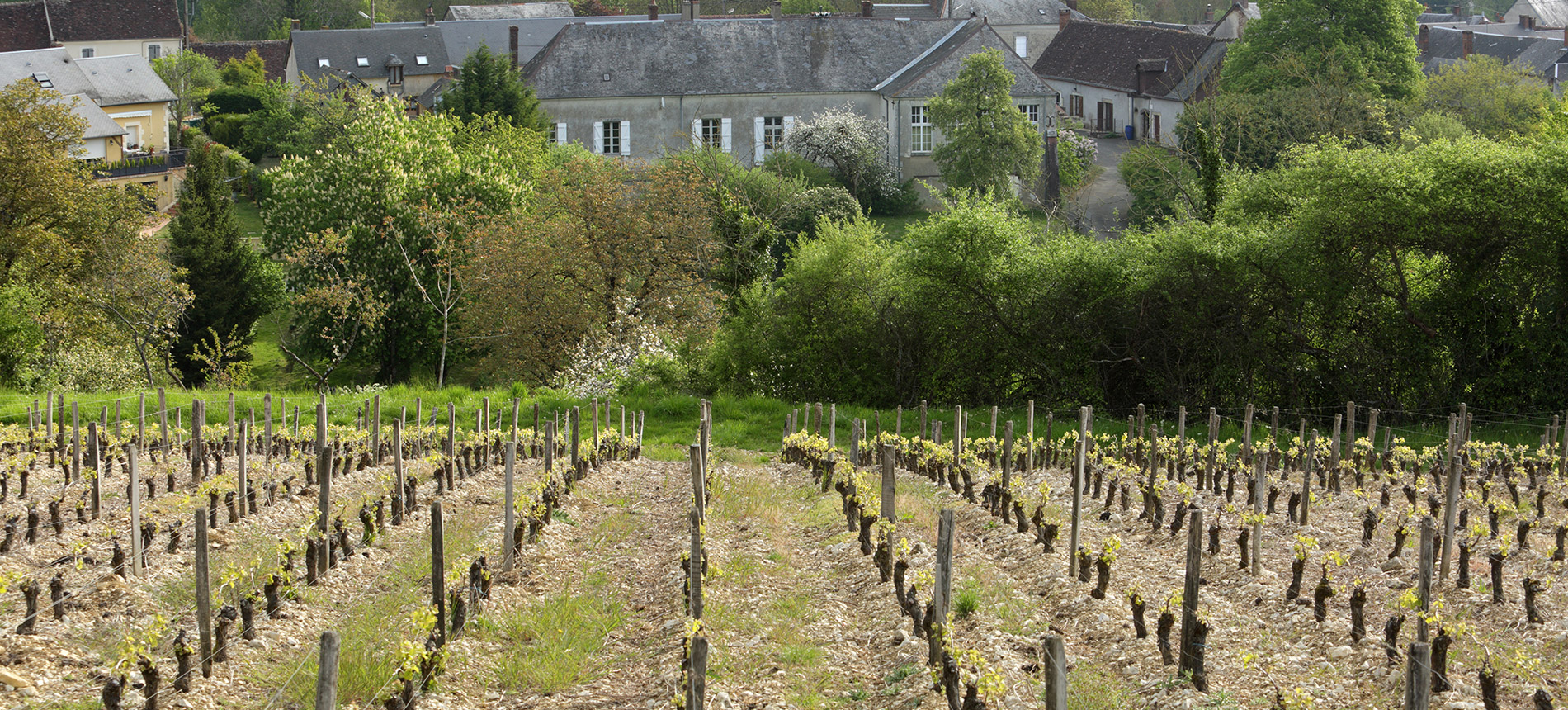 Pelle Sancerre: Organic and Handcrafted - Ancona's Wine